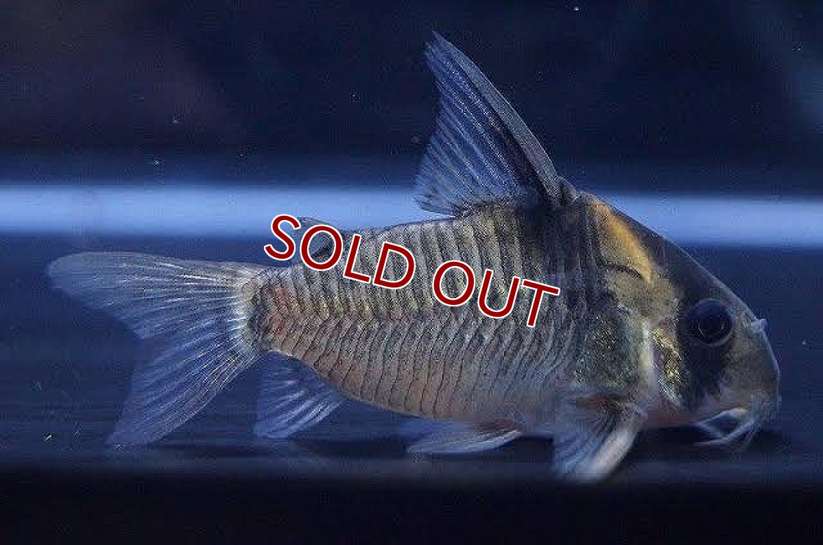 画像1: 【淡水魚】【通販】特価 コリドラス レセックス ワイルド【1匹 サンプル画像】(±5cm)（生体）【コリドラス】（熱帯魚）NKCR (1)