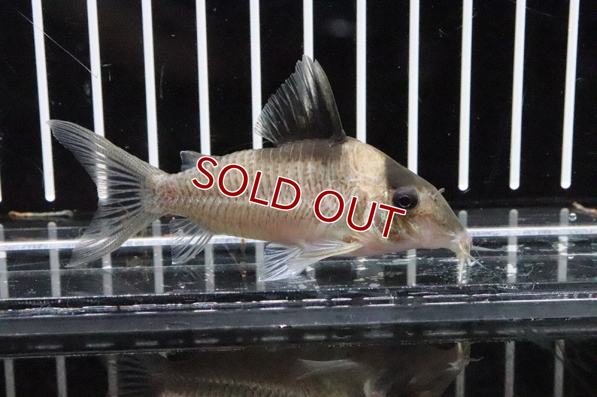 画像1: 【淡水魚】大特価 コリドラス クリプティクス ワイルド 5-7cm【1匹】（生体）【コリドラス】（熱帯魚）NKCR (1)