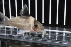 画像2: 【淡水魚】【通販】大特価 コリドラス クリプティクス ワイルド 5-7cm【1匹】（生体）【コリドラス】（熱帯魚）NKCR (2)