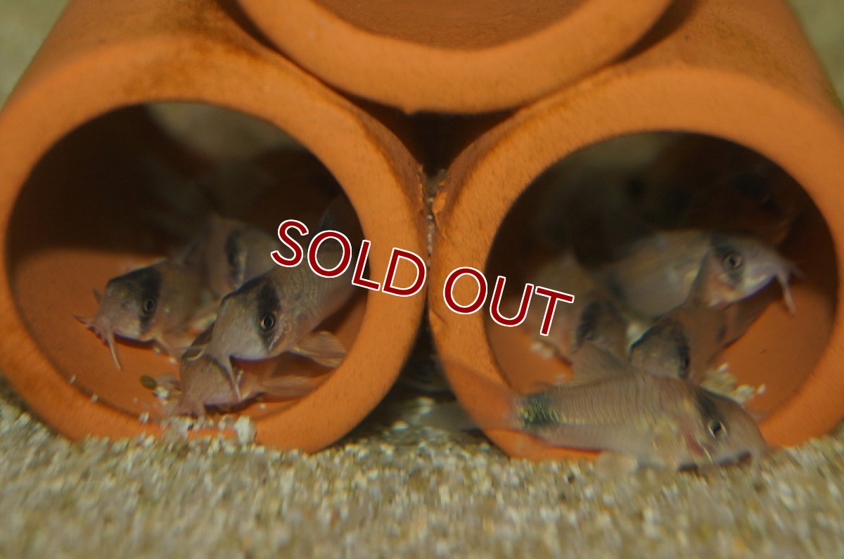 画像2: 【淡水魚】コリドラス・パンダ【10匹】（生体）【コリドラス】（熱帯魚）NKCR (2)