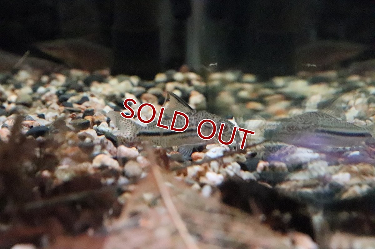 画像2: 【淡水魚】【通販】レア種 コリドラスsp ピカパウ ワイルド【1匹 サンプル画像】(±5-6)（生体）【コリドラス】（熱帯魚）NKCR (2)