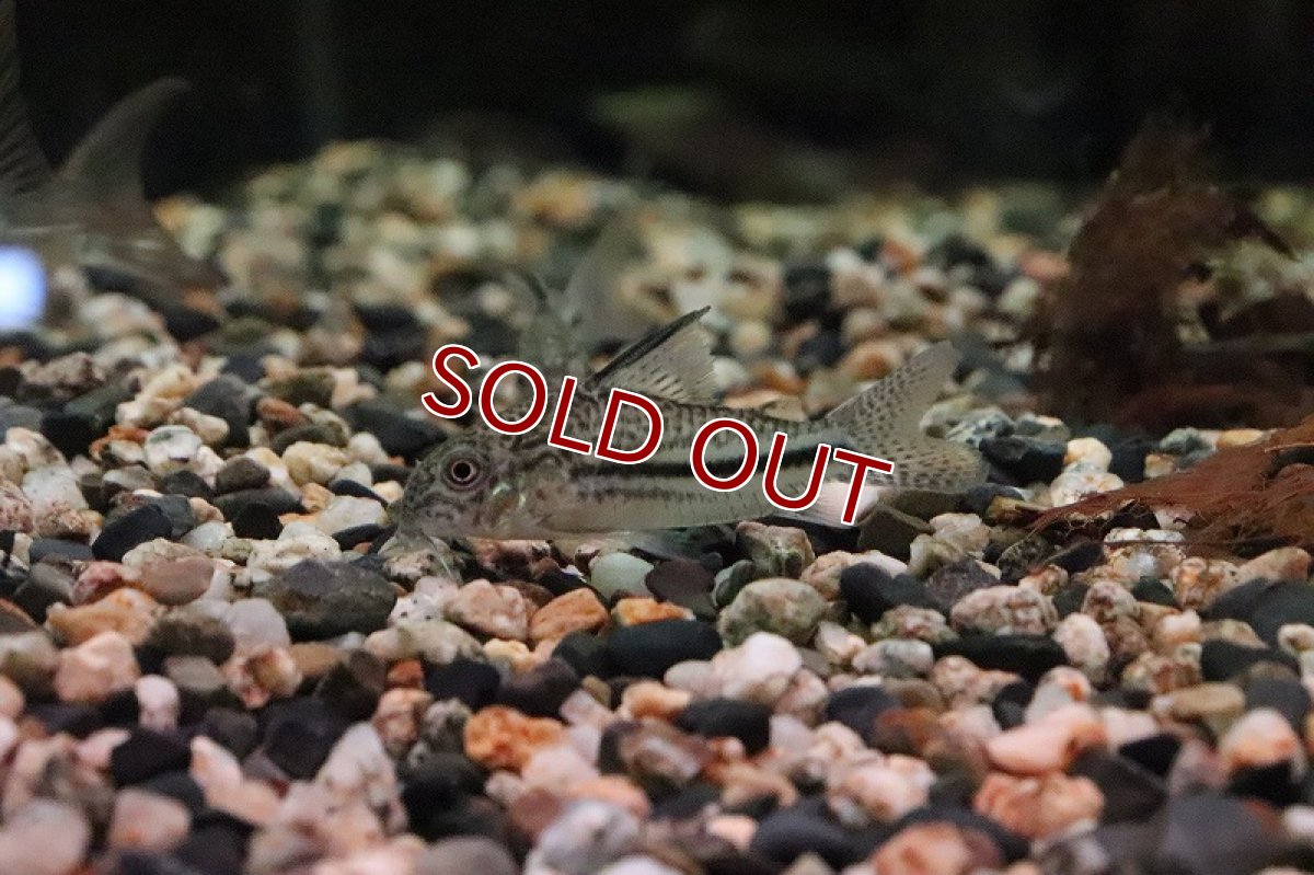 画像4: 【淡水魚】【通販】レア種 コリドラスsp ピカパウ ワイルド【1匹 サンプル画像】(±5-6)（生体）【コリドラス】（熱帯魚）NKCR (4)