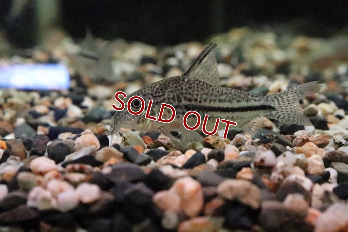 画像6: 【淡水魚】【通販】レア種 コリドラスsp ピカパウ ワイルド【1匹 サンプル画像】(±5-6)（生体）【コリドラス】（熱帯魚）NKCR (6)