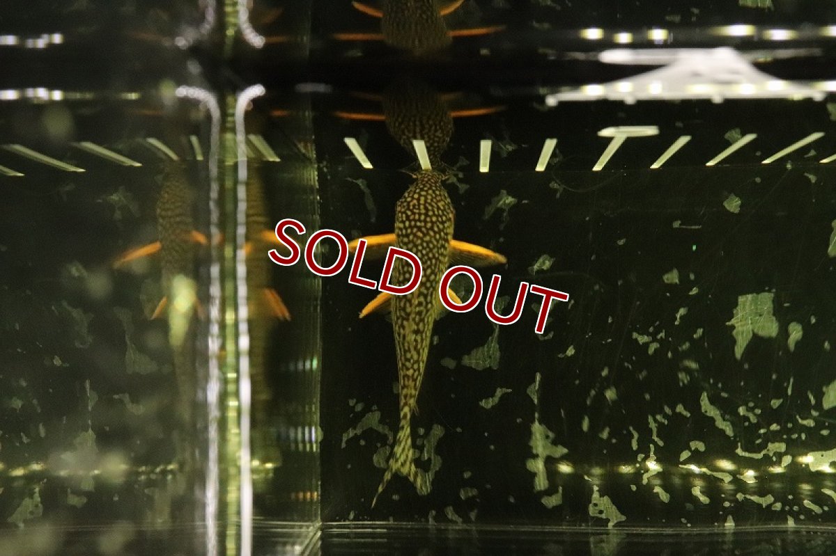 画像2: 【淡水魚】レア種 コリドラス ステルバイII ワイルド ±6cm【1匹】（生体）【コリドラス】（熱帯魚）NKCR (2)