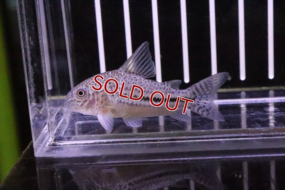 画像1: 【淡水魚】(レア種 コリドラス ジュルアボンディ リオジュルア産 ワイルド ±5cm【1匹】（生体）【コリドラス】（熱帯魚）NKCR (1)