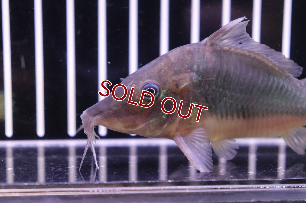 画像2: 【淡水魚】【通販】ロングノーズ ブロキス ワイルド 【1匹 サンプル画像】(±7-8cm )（生体）【コリドラス】（熱帯魚）NKCR (2)