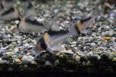 画像1: 【淡水魚】【通販】コリドラス デュプリカレウス ワイルド【1匹 サンプル画像】(±5cm)（生体）【コリドラス】（熱帯魚）NKCR (1)