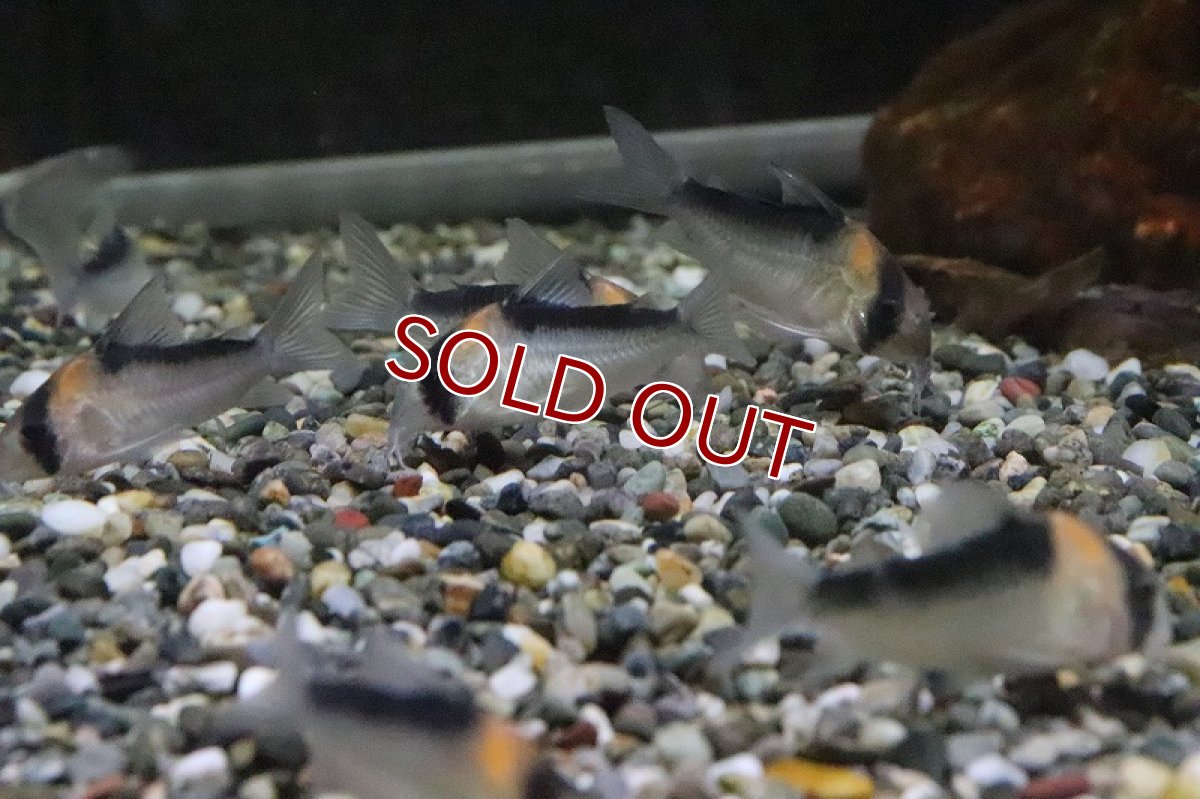 画像2: 【淡水魚】【通販】コリドラス デュプリカレウス サンタイザベル産 ワイルド【1匹 サンプル画像】(±5cm)（生体）【コリドラス】（熱帯魚）NKCR (2)