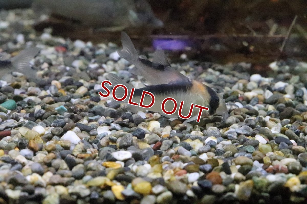 画像4: 【淡水魚】【通販】コリドラス デュプリカレウス サンタイザベル産 ワイルド【1匹 サンプル画像】(±5cm)（生体）【コリドラス】（熱帯魚）NKCR (4)