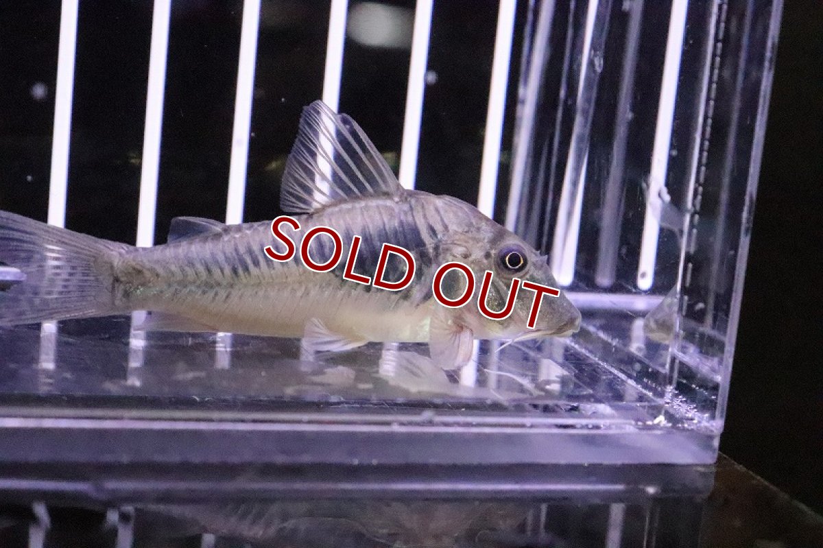 画像2: 【淡水魚】レア種 コリドラスspバットマン ワイルド ±6cm【1匹】（生体）【コリドラス】（熱帯魚）NKCR (2)