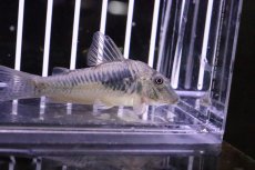 画像2: 【淡水魚】【通販】レア種 コリドラスspバットマン ワイルド ±6cm【1匹】（生体）【コリドラス】（熱帯魚）NKCR (2)