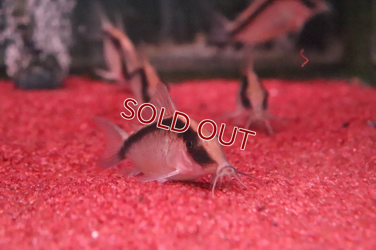 画像2: 【淡水魚】【通販】コリドラス　ロングノーズ アークアタス　ワイルド【1匹 サンプル画像】(±5-6cm)（生体）【コリドラス】（熱帯魚）NKCR (2)