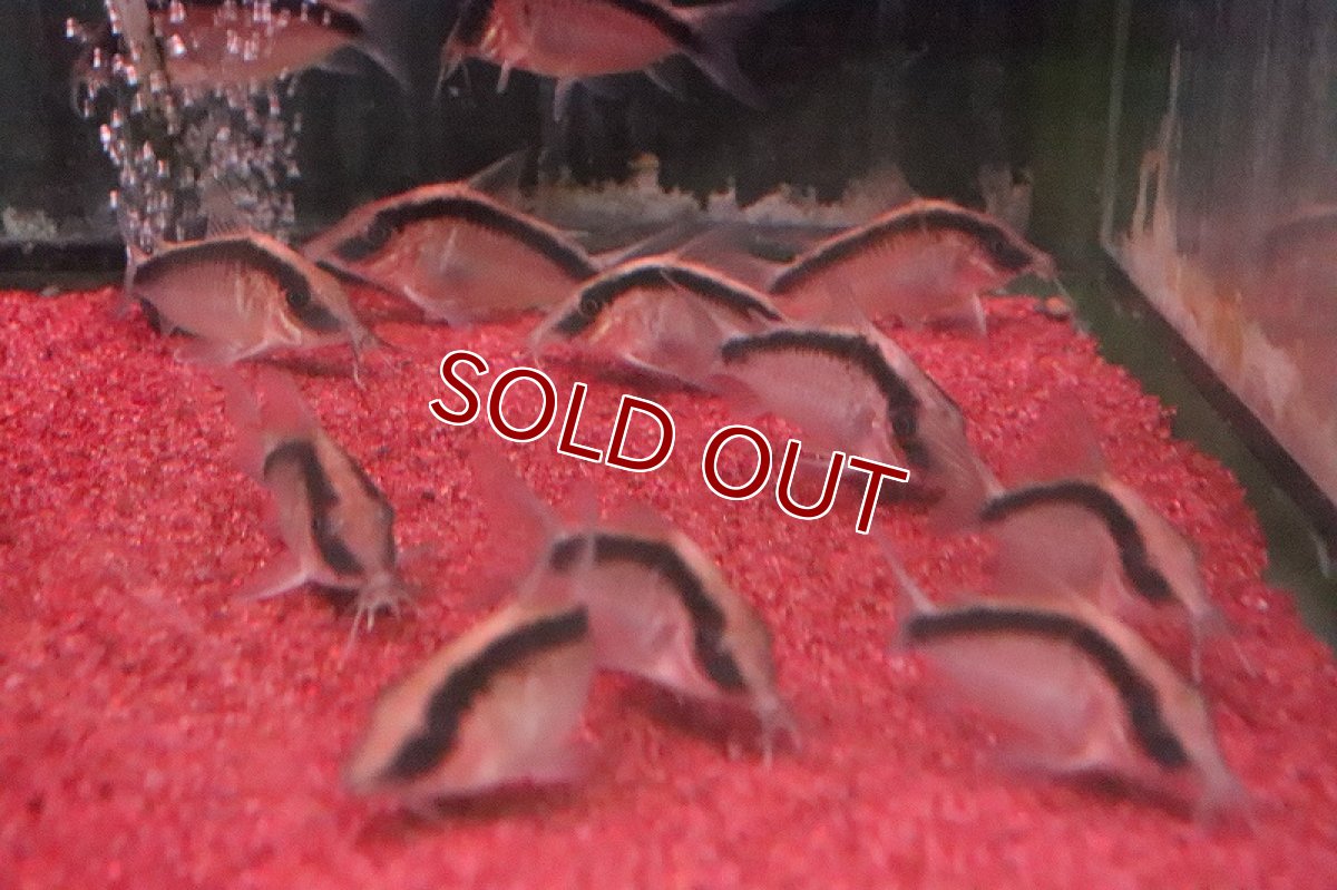 画像3: 【淡水魚】【通販】コリドラス　ロングノーズ アークアタス　ワイルド【1匹 サンプル画像】(±5-6cm)（生体）【コリドラス】（熱帯魚）NKCR (3)