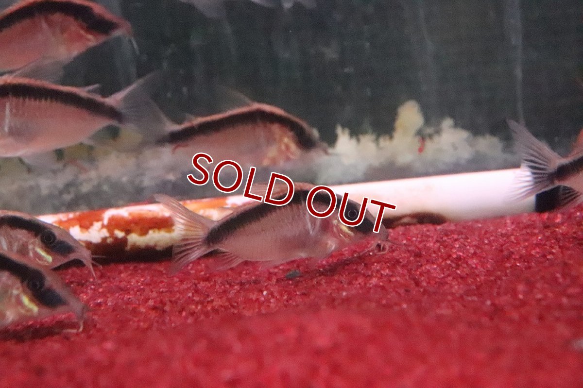 画像4: 【淡水魚】【通販】コリドラス　ロングノーズ アークアタス　ワイルド【1匹 サンプル画像】(±5-6cm)（生体）【コリドラス】（熱帯魚）NKCR (4)