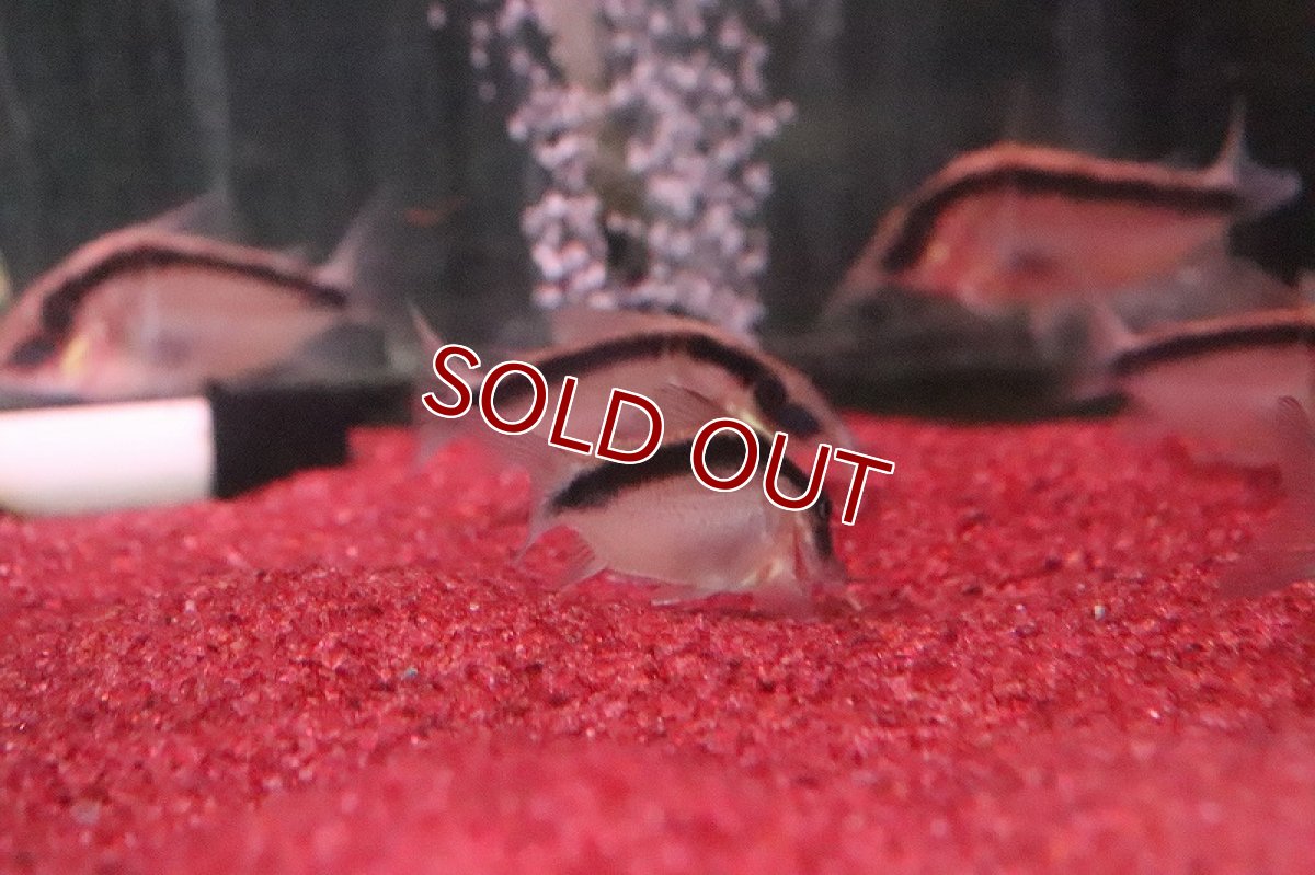 画像5: 【淡水魚】【通販】コリドラス　ロングノーズ アークアタス　ワイルド【1匹 サンプル画像】(±5-6cm)（生体）【コリドラス】（熱帯魚）NKCR (5)