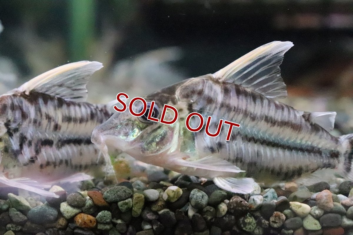 画像2: 【淡水魚】コリドラス スーパープルケール ワイルド ±7.5cm【1匹】（生体）【コリドラス】（熱帯魚）NKCR (2)