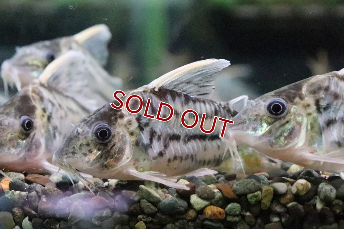 画像3: 【淡水魚】コリドラス スーパープルケール ワイルド ±7.5cm【1匹】（生体）【コリドラス】（熱帯魚）NKCR (3)