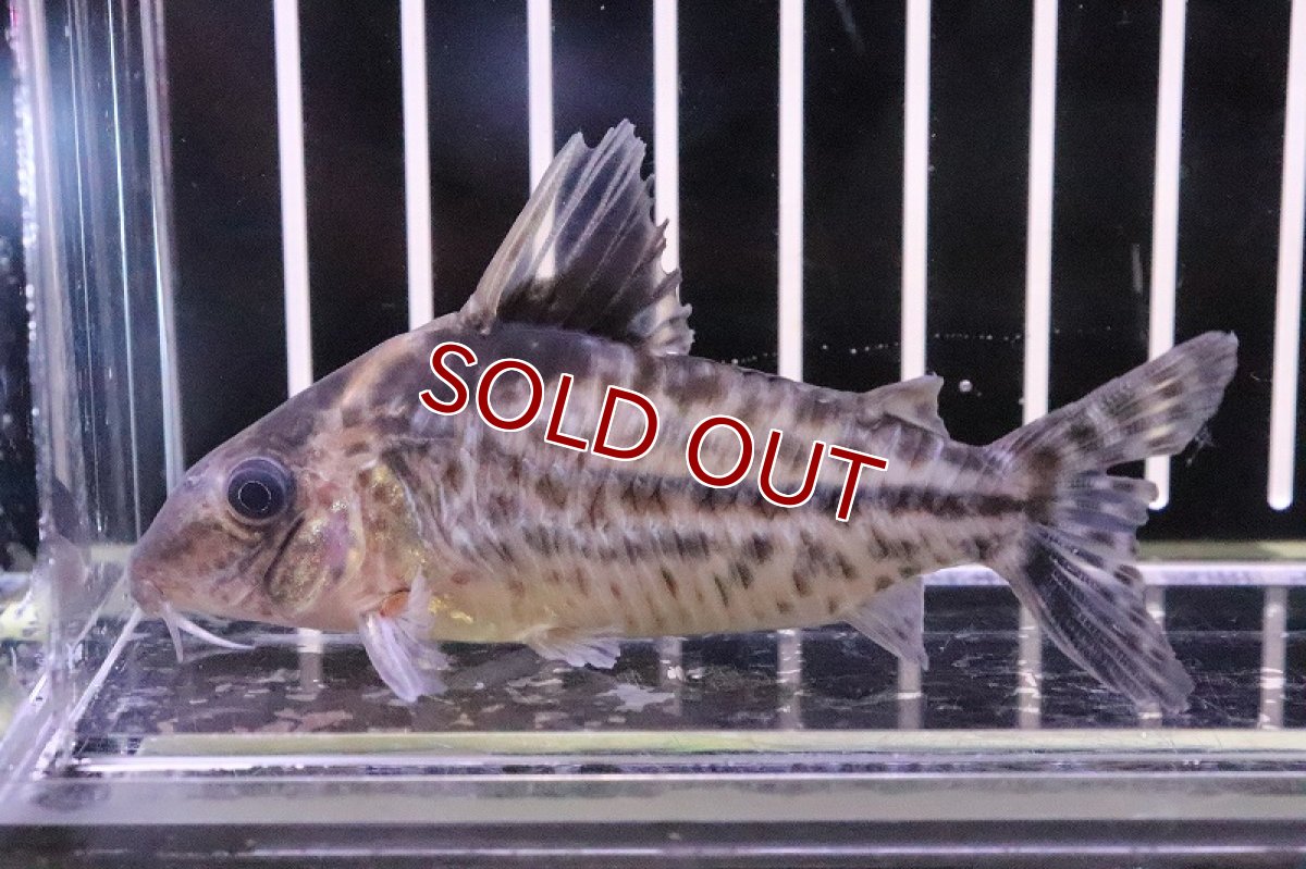 画像2: 【淡水魚】【通販】Lサイズ コリドラス ロブスタス ワイルド【1匹 サンプル画像】(±8-9cm)（生体）【コリドラス】（熱帯魚）NKCR (2)