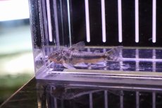 画像1: 【淡水魚】【通販】アスピドラスspグアラミランガ ワイルド ±4cm【1匹】（生体）【コリドラス】（熱帯魚）NKCR (1)