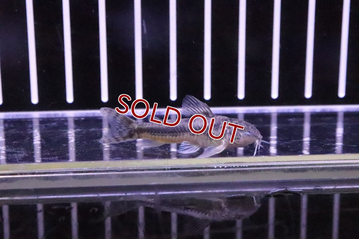 画像2: 【淡水魚】アスピドラスspグアラミランガ ワイルド ±4cm【1匹】（生体）【コリドラス】（熱帯魚）NKCR (2)