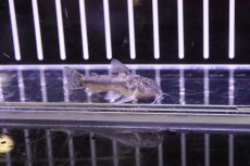 画像3: 【淡水魚】【通販】アスピドラスspグアラミランガ ワイルド ±4cm【1匹】（生体）【コリドラス】（熱帯魚）NKCR (3)