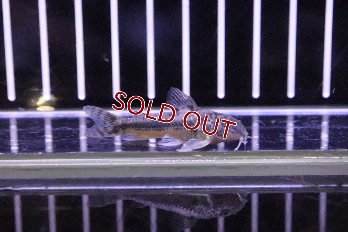 画像4: 【淡水魚】アスピドラスspグアラミランガ ワイルド ±4cm【1匹】（生体）【コリドラス】（熱帯魚）NKCR (4)