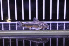 画像4: 【淡水魚】【通販】アスピドラスspグアラミランガ ワイルド ±4cm【1匹】（生体）【コリドラス】（熱帯魚）NKCR (4)