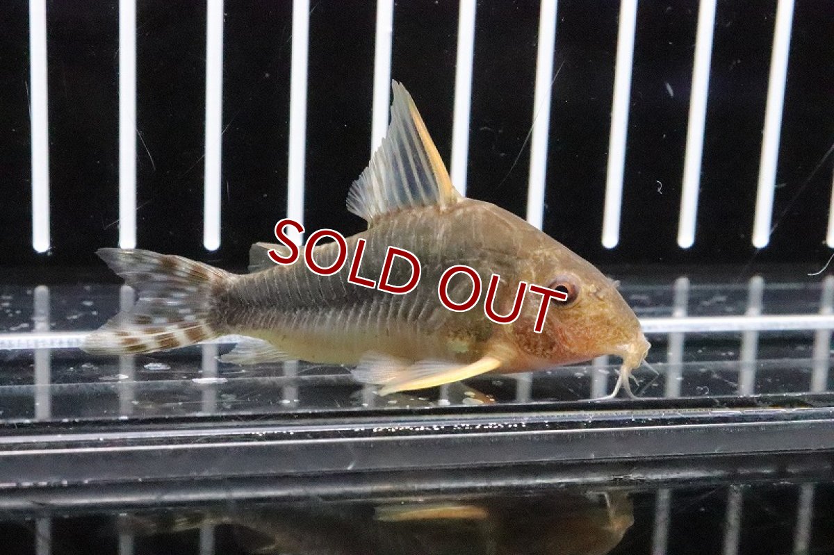 画像2: 【淡水魚】【通販】約2年ぶりの入荷 コリドラス ゴッセイ ワイルド【1匹 サンプル画像】(±5cm)（生体）【コリドラス】（熱帯魚）NKCR (2)