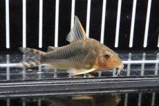 画像2: 【淡水魚】【通販】特価 コリドラス ゴッセイ ワイルド【1匹 サンプル画像】(±4cm)（生体）【コリドラス】（熱帯魚）NKCR (2)