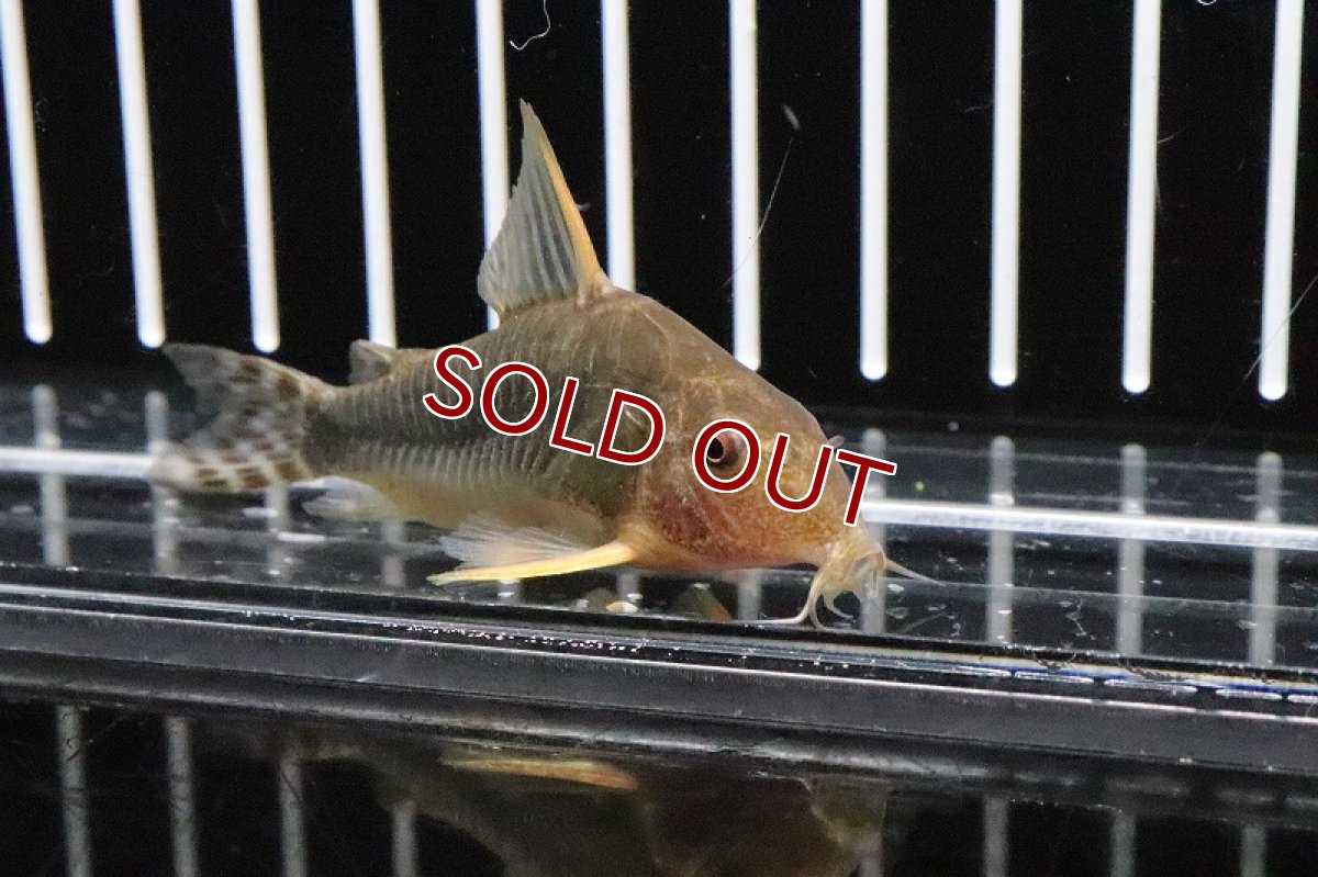 画像3: 【淡水魚】【通販】約2年ぶりの入荷 コリドラス ゴッセイ ワイルド【1匹 サンプル画像】(±5cm)（生体）【コリドラス】（熱帯魚）NKCR (3)
