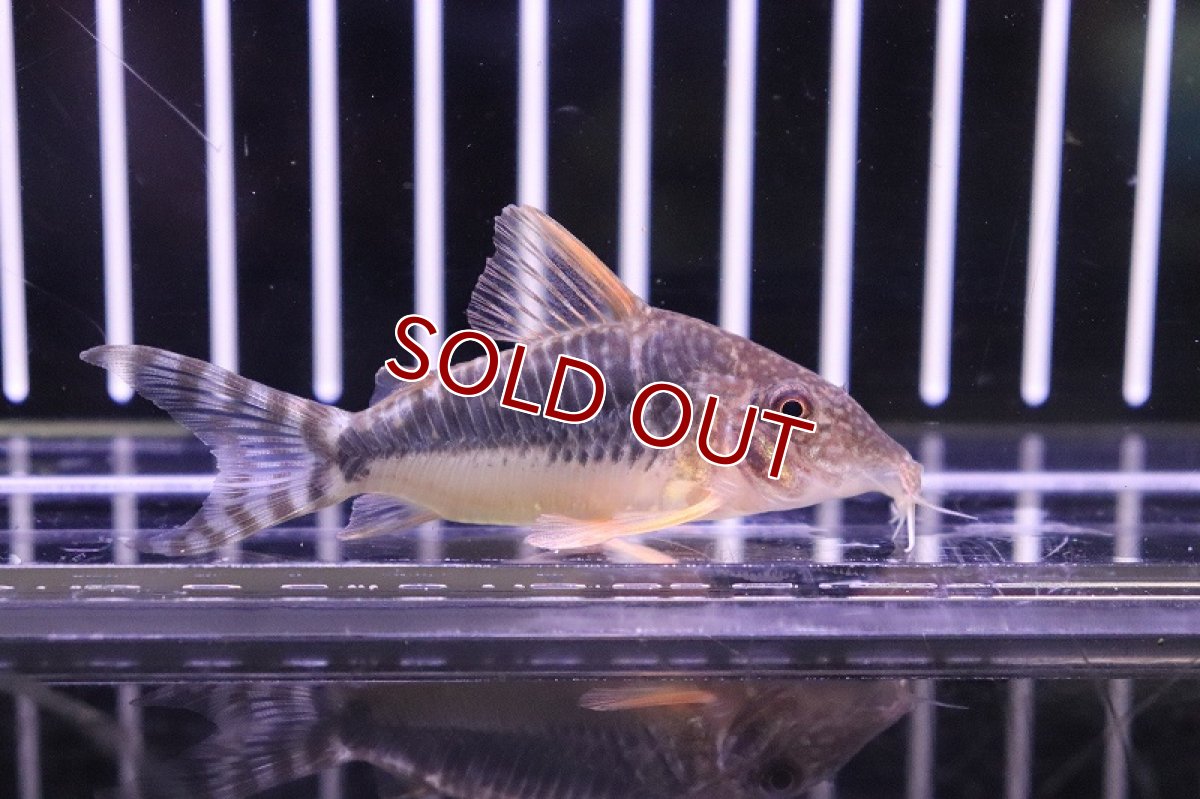 画像3: 【淡水魚】【通販】1年ぶりの入荷 コリドラス セウシー ワイルド【1匹 サンプル画像】(±4-5cm)（生体）【コリドラス】（熱帯魚）NKCR (3)