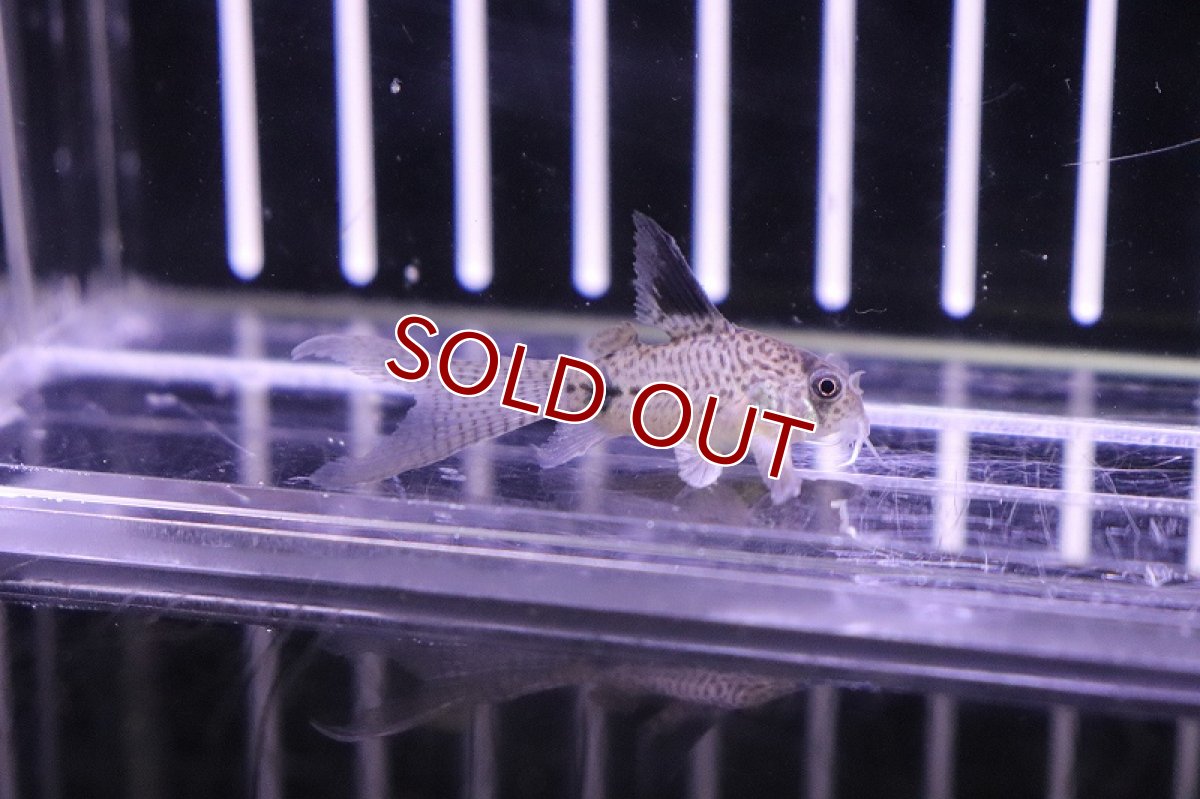 画像2: 【淡水魚】 ハイブリット コリドラス ジュリパン ロングフィン (パンダ×ジュリー) ±4cm【1匹】（生体）【コリドラス】（熱帯魚）NKCR (2)