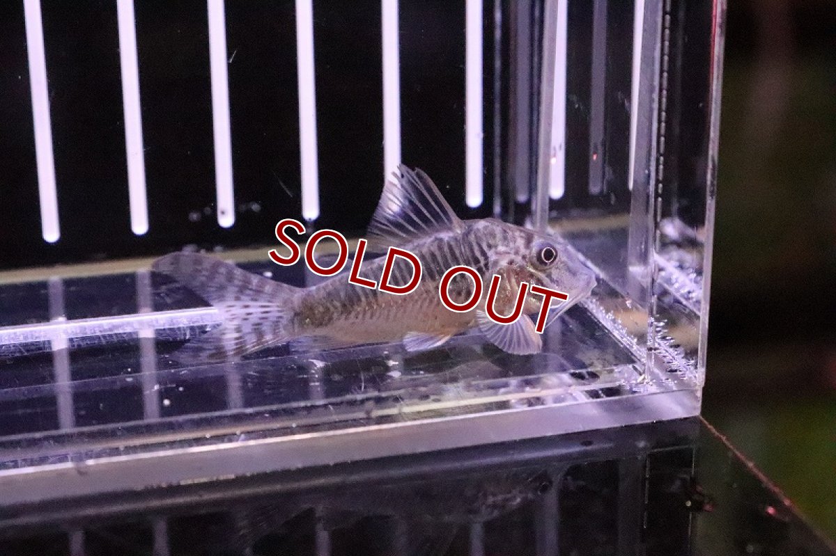 画像2: 【淡水魚】コリドラス アクトゥス ワイルド ±5cm【1匹】（生体）【コリドラス】（熱帯魚）NKCR (2)