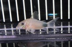 画像1: 【淡水魚】【通販】コリドラス  マツザカエ イガラッペ カンブレ産 ワイルド 【1匹】( ±3-4cm)（生体）【コリドラス】（熱帯魚）NKCR (1)