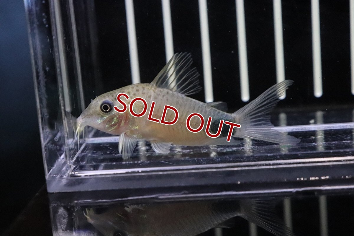 画像2: 【淡水魚】コリドラス  マツザカエ イガラッペ カンブレ産 ワイルド 【1匹】( ±3-4cm)（生体）【コリドラス】（熱帯魚）NKCR (2)