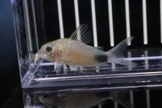 画像2: 【淡水魚】【通販】コリドラス  マツザカエ イガラッペ カンブレ産 ワイルド 【1匹】( ±3-4cm)（生体）【コリドラス】（熱帯魚）NKCR (2)