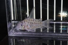 画像1: 【淡水魚】【通販】コリドラス オガワエ リオ アブンナ産 ワイルド【1匹】( ±3-4cm)（生体）【コリドラス】（熱帯魚）NKCR (1)