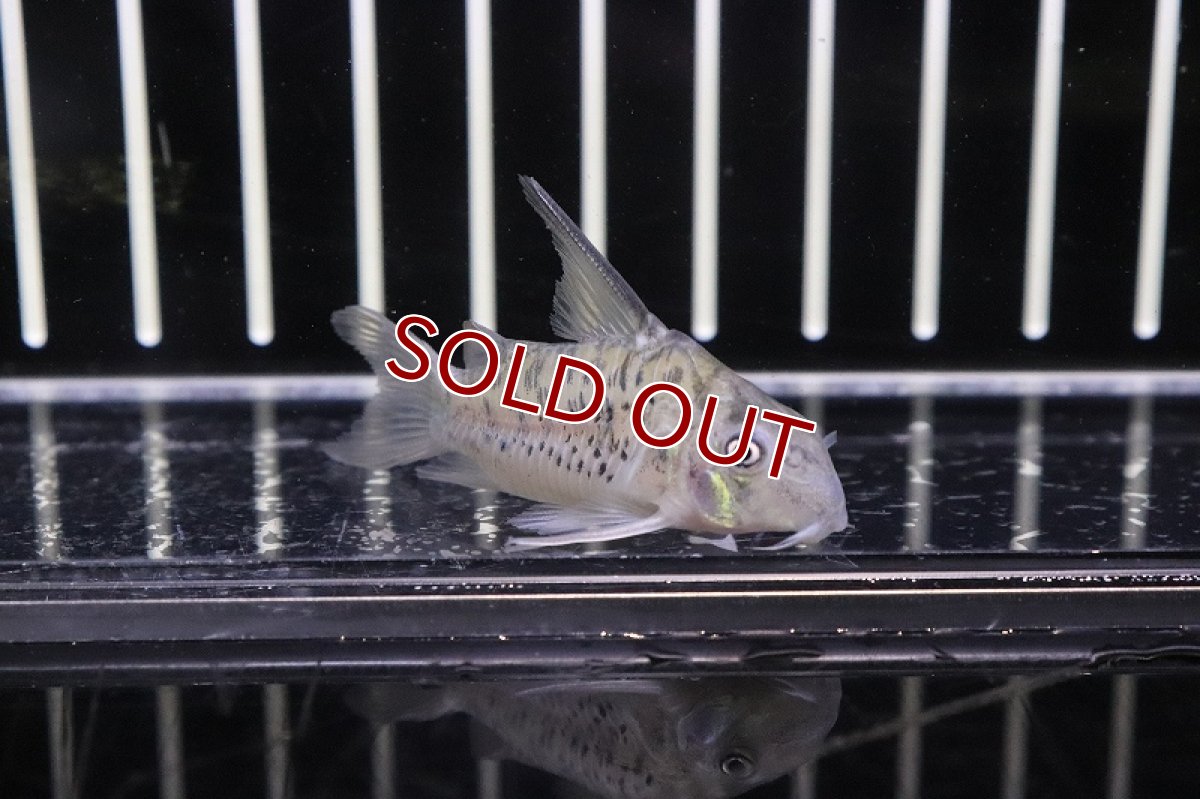 画像2: 【淡水魚】コリドラス オガワエ リオ アブンナ産 ワイルド【1匹】( ±3-4cm)（生体）【コリドラス】（熱帯魚）NKCR (2)