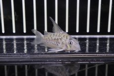 画像2: 【淡水魚】【通販】コリドラス オガワエ リオ アブンナ産 ワイルド【1匹】( ±3-4cm)（生体）【コリドラス】（熱帯魚）NKCR (2)