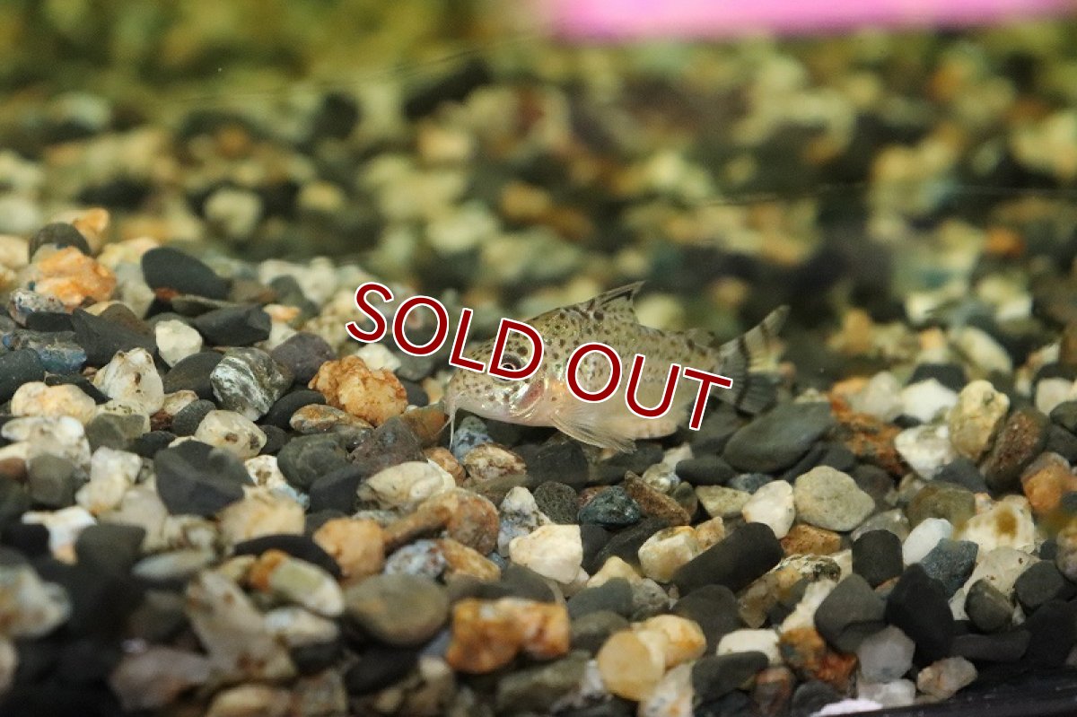 画像2: 【淡水魚】コリドラス ロンドニアII ワイルド ロンドニア州 ±48cm【1匹】（生体）【コリドラス】（熱帯魚）NKCR (2)