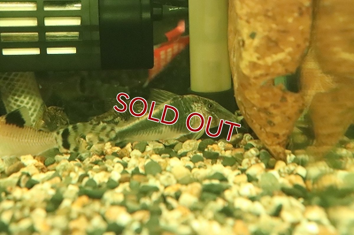 画像2: 【淡水魚】【通販】コリドラス セミアキルス ブラックペルー ワイルド【1匹 サンプル画像】( ±6-7cm)（生体）【コリドラス】（熱帯魚）NKCR (2)