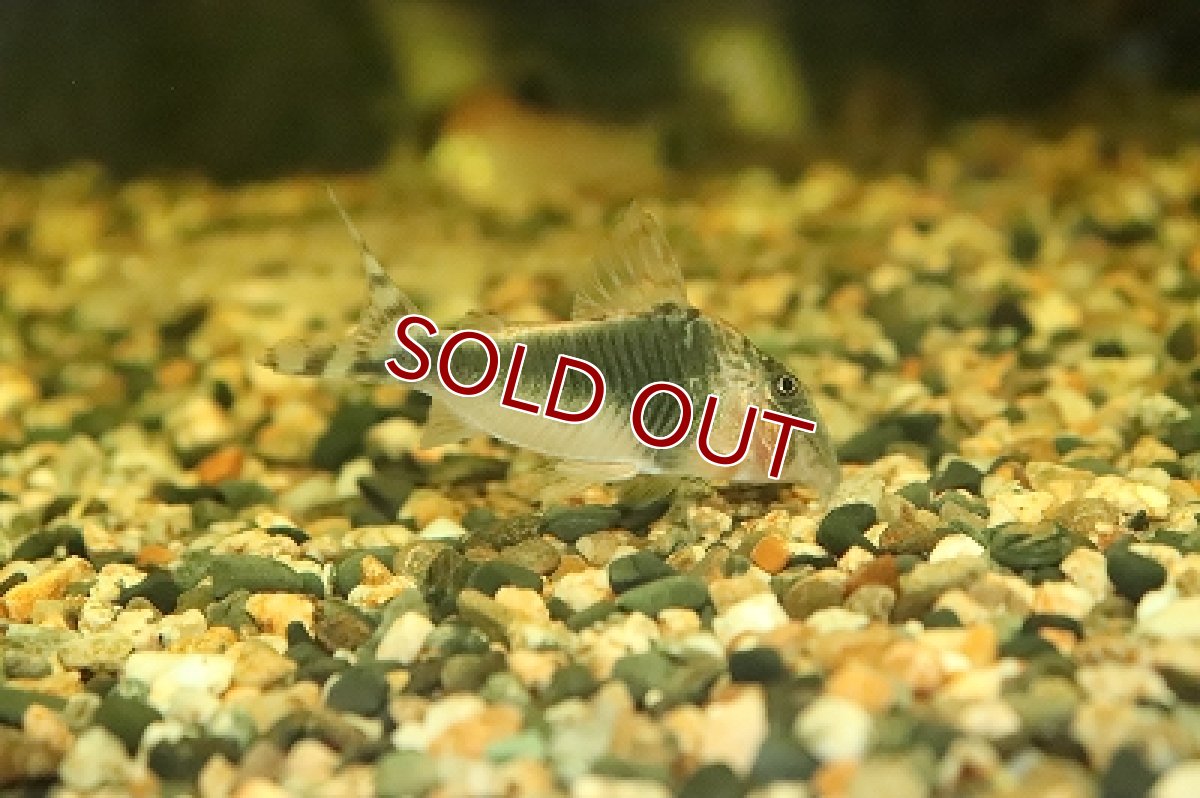 画像3: 【淡水魚】【通販】コリドラス セミアキルス ブラックペルー ワイルド【1匹 サンプル画像】( ±6-7cm)（生体）【コリドラス】（熱帯魚）NKCR (3)