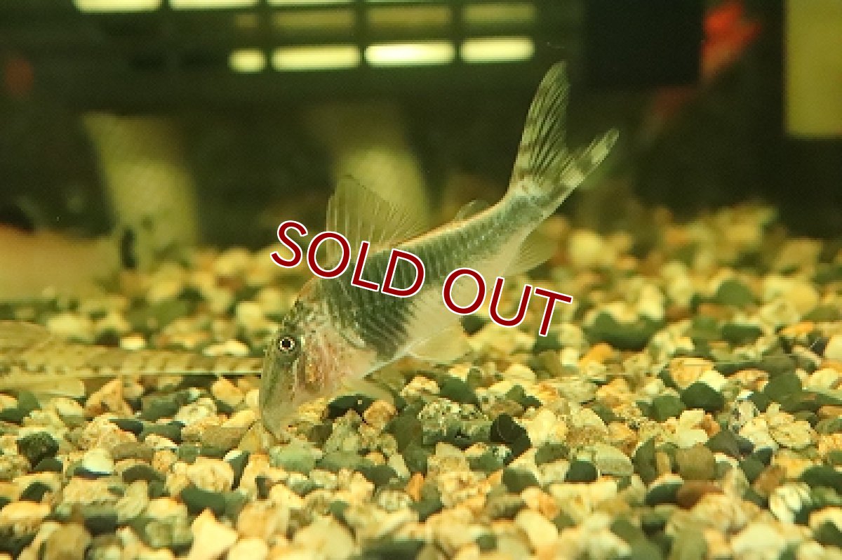 画像5: 【淡水魚】【通販】コリドラス セミアキルス ブラックペルー ワイルド【1匹 サンプル画像】( ±6-7cm)（生体）【コリドラス】（熱帯魚）NKCR (5)