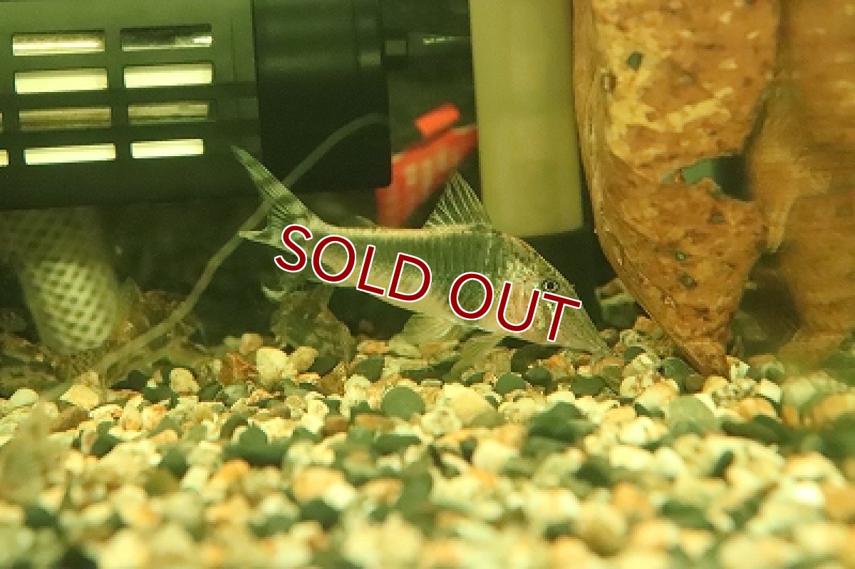 画像6: 【淡水魚】【通販】コリドラス セミアキルス ブラックペルー ワイルド【1匹 サンプル画像】( ±6-7cm)（生体）【コリドラス】（熱帯魚）NKCR (6)