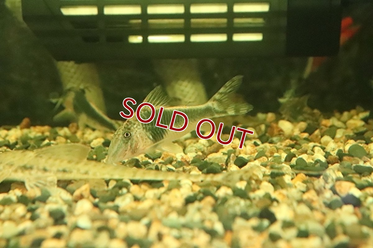 画像7: 【淡水魚】【通販】コリドラス セミアキルス ブラックペルー ワイルド【1匹 サンプル画像】( ±6-7cm)（生体）【コリドラス】（熱帯魚）NKCR (7)