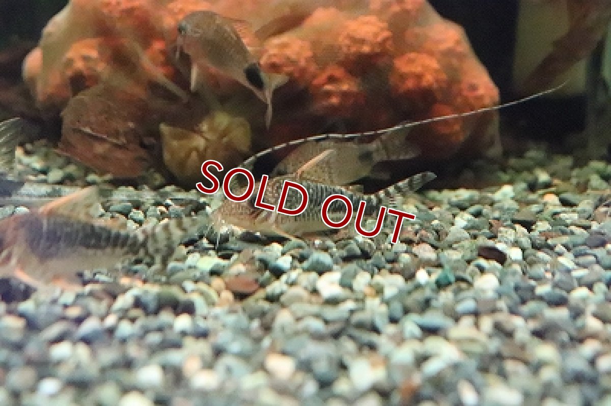 画像2: 【淡水魚】コリドラス セウシー(ロングノーズゴッセイ) ワイルド ±4cm【１匹】（生体）【コリドラス】（熱帯魚）NKCR (2)