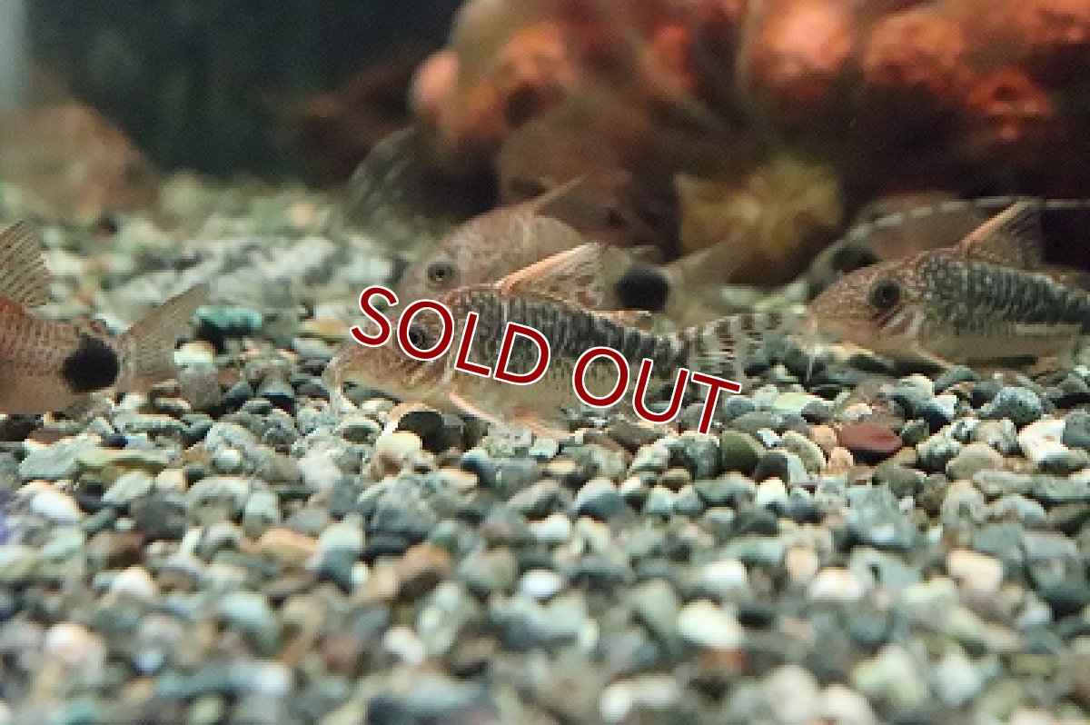 画像4: 【淡水魚】コリドラス セウシー(ロングノーズゴッセイ) ワイルド ±4cm【１匹】（生体）【コリドラス】（熱帯魚）NKCR (4)