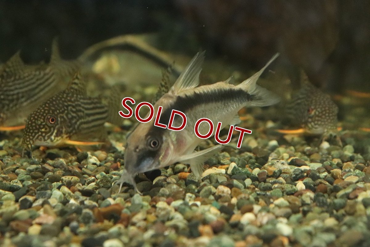 画像2: 【淡水魚】【通販】コリドラス スーパーアークアタス イガラッペ タライーラ産 ワイルド【1匹 サンプル画像】±4-5cm(生体)(熱帯魚)NKCR (2)