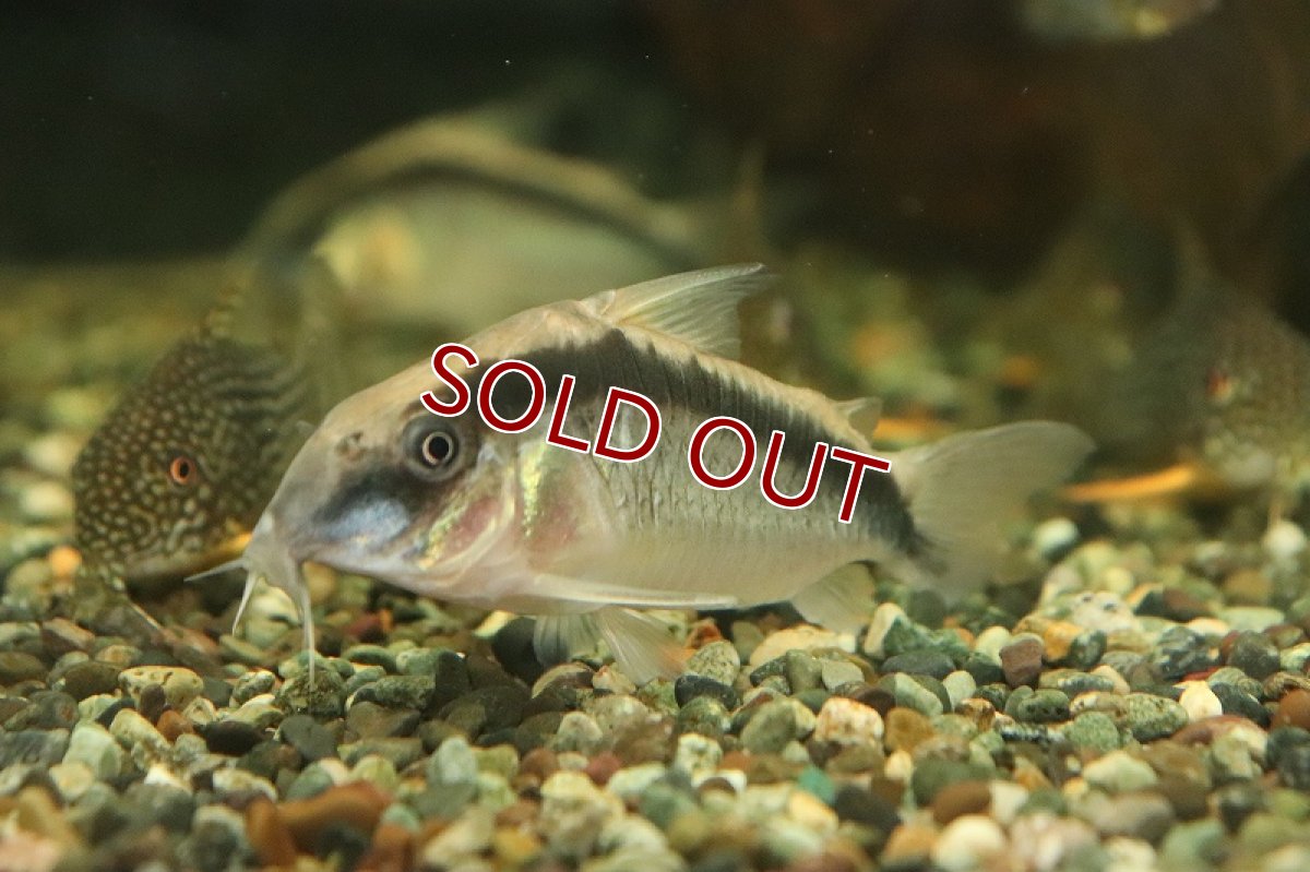画像3: 【淡水魚】【通販】コリドラス スーパーアークアタス イガラッペ タライーラ産 ワイルド【1匹 サンプル画像】±4-5cm(生体)(熱帯魚)NKCR (3)