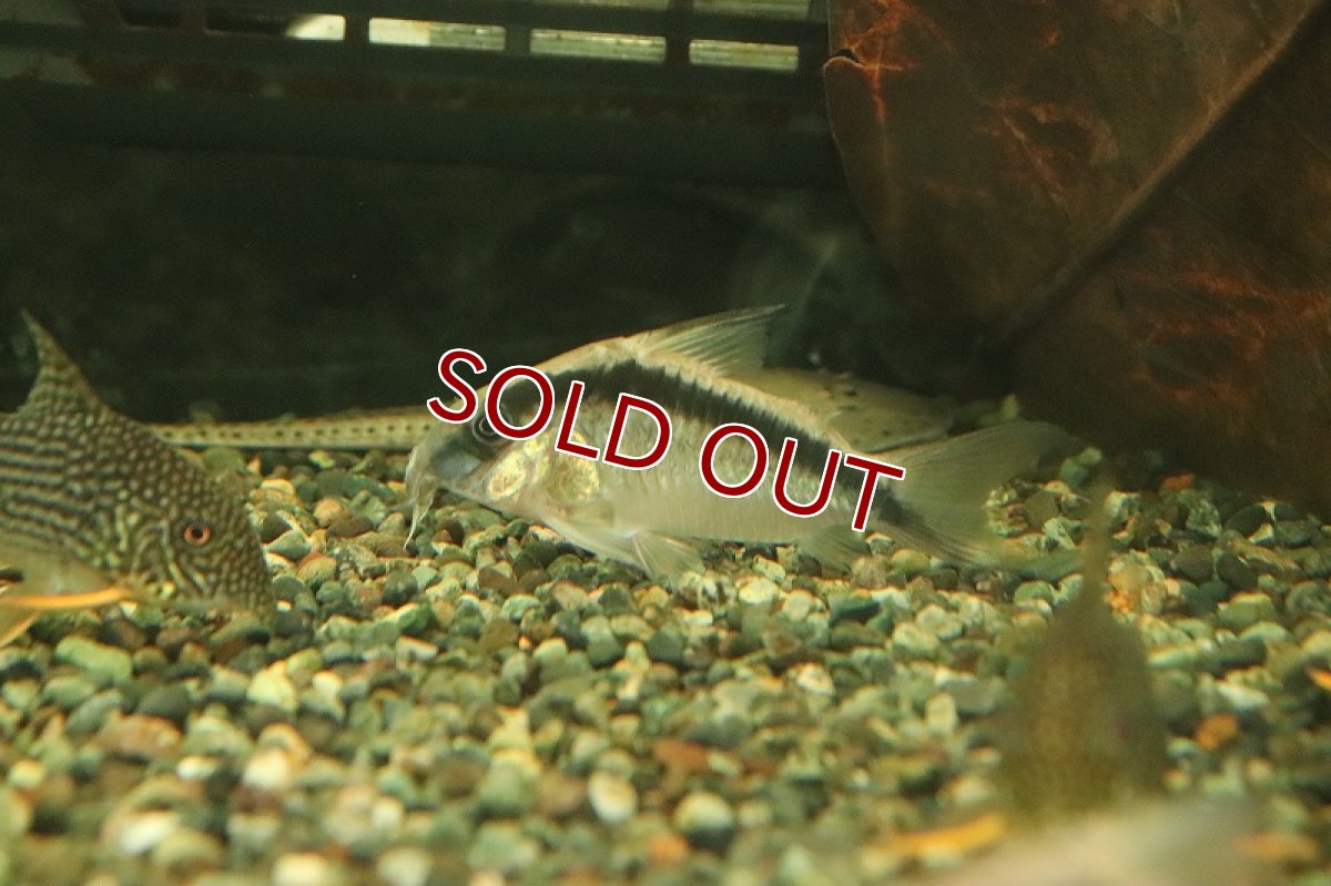 画像4: 【淡水魚】【通販】コリドラス スーパーアークアタス イガラッペ タライーラ産 ワイルド【1匹 サンプル画像】±4-5cm(生体)(熱帯魚)NKCR (4)